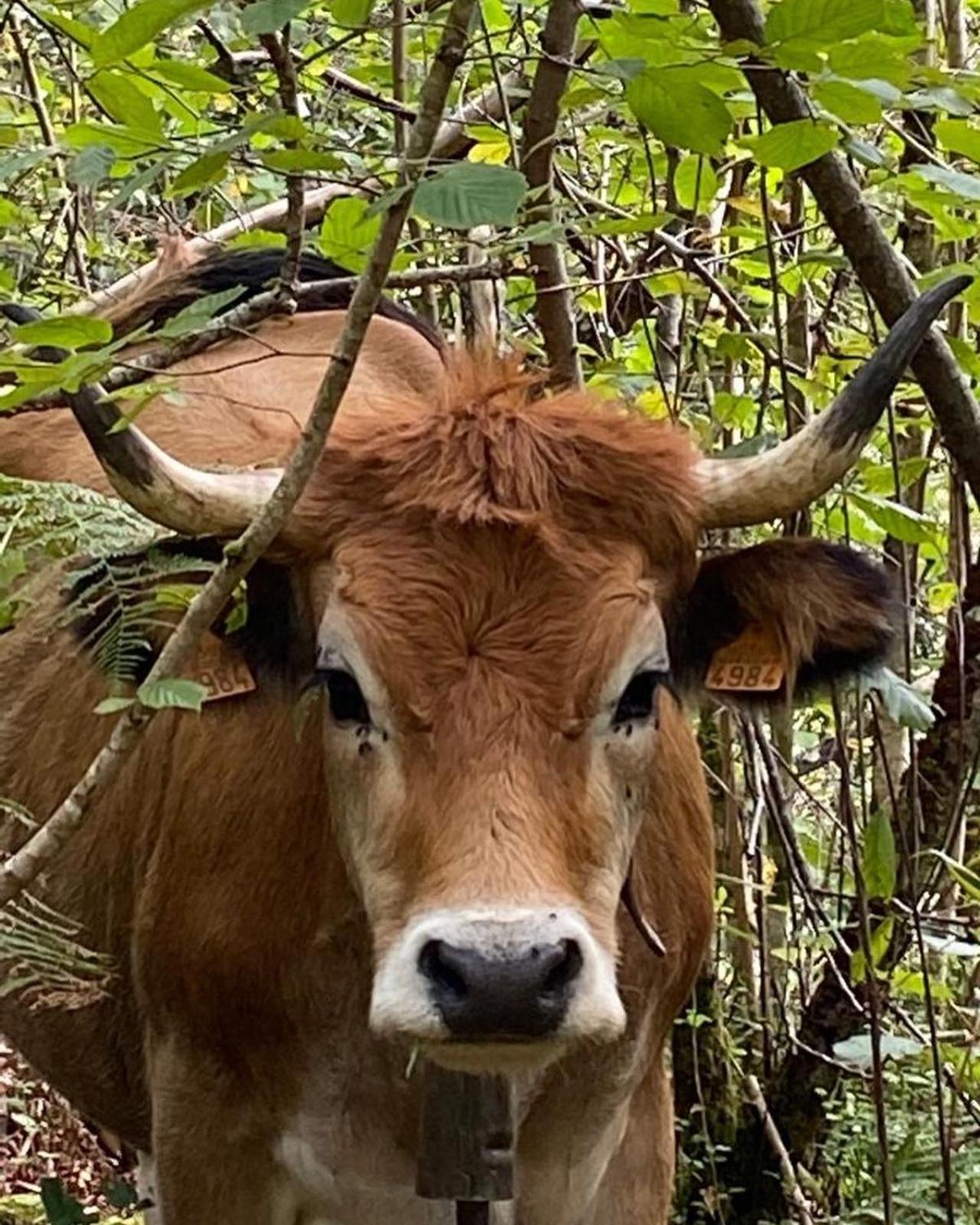 Casa Rural Espinareu La Villa Εξωτερικό φωτογραφία
