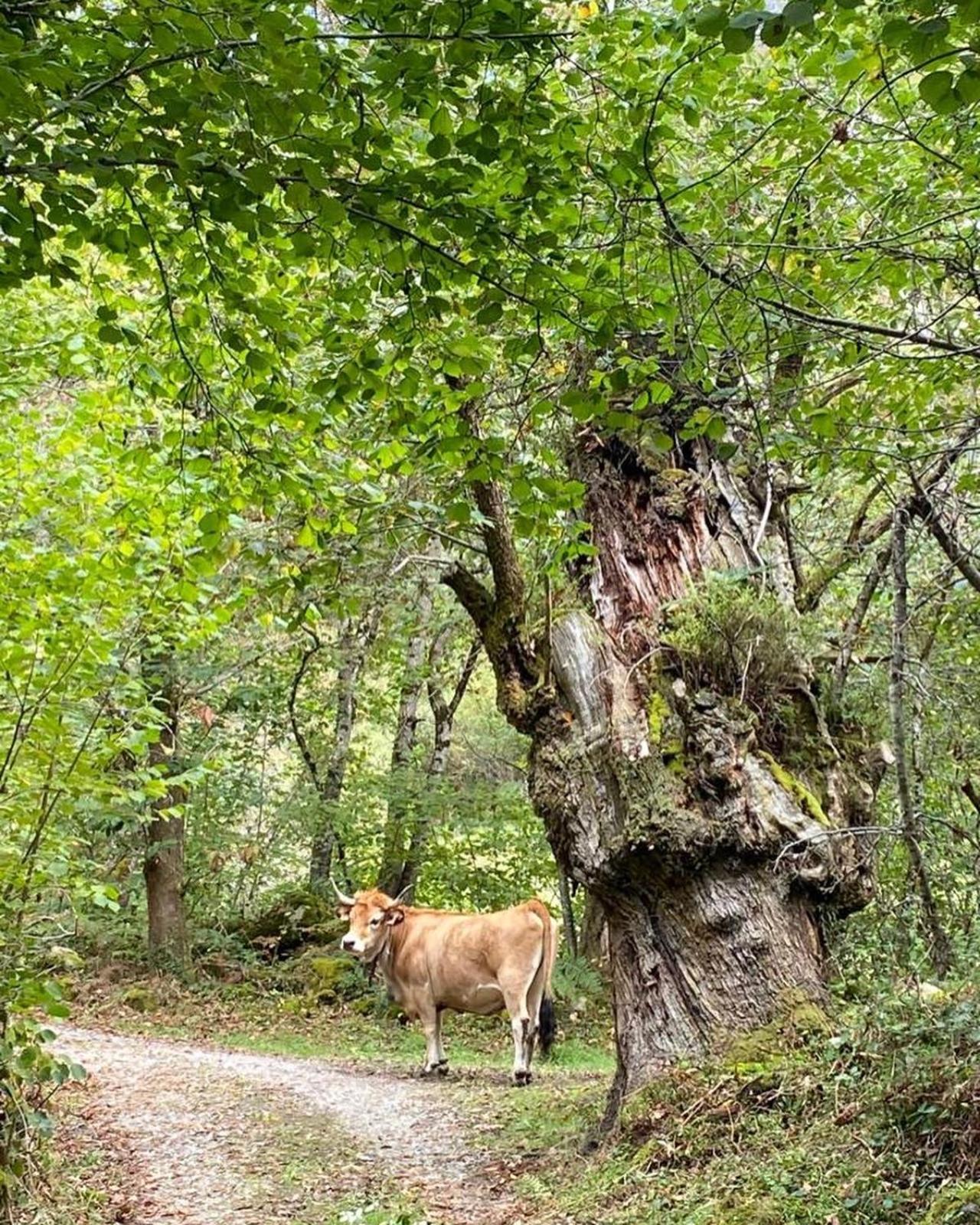 Casa Rural Espinareu La Villa Εξωτερικό φωτογραφία